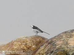 Motacilla alba