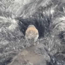 Junco phaeonotus