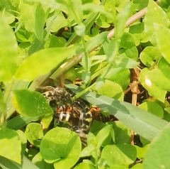 Xanthocampsomeris limosa