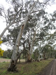 Eucalyptus rubida rubida