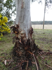 Eucalyptus rubida rubida