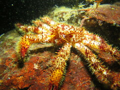 Acantholithodes hispidus