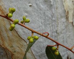 Eucalyptus rubida rubida