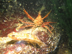 Chorilia longipes