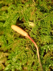 Ophiocordyceps nutans