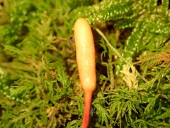 Ophiocordyceps nutans