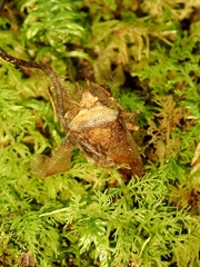 Ophiocordyceps nutans