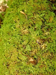 Ophiocordyceps nutans