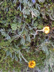 Erigeron aureus