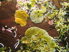 Cryptosula pallasiana