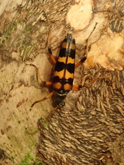 Macroleptura regalis