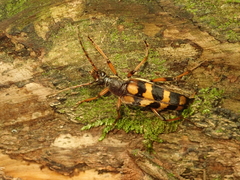 Macroleptura regalis