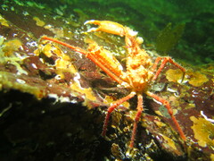Chorilia longipes