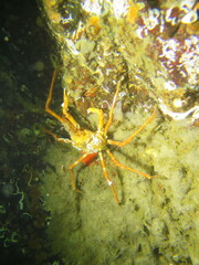 Chorilia longipes