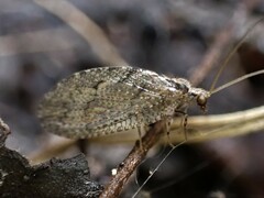 Wesmaelius subnebulosus