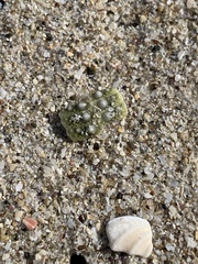 Strongylocentrotus purpuratus