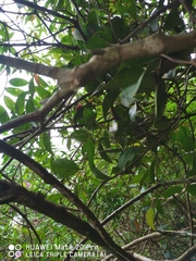 Macrosolen cochinchinensis