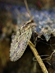 Wesmaelius subnebulosus