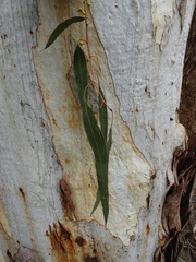 Eucalyptus rubida rubida