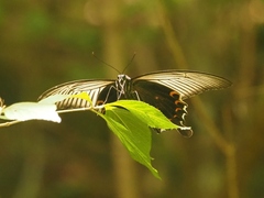 Papilio demetrius demetrius