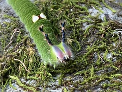 Hestina assimilis