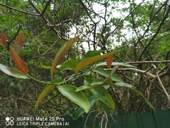 Dendrophthoe pentandra