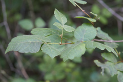 Rhus aromatica aromatica