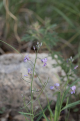 Hesperidanthus