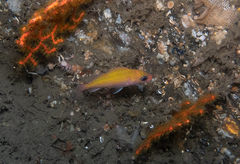 Sebastes constellatus