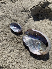 Haliotis kamtschatkana