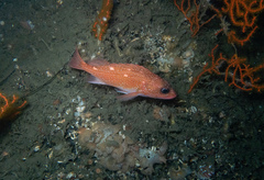 Sebastes constellatus