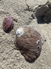 Haliotis kamtschatkana