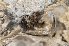 Apiomerus californicus