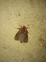 Phocoderma