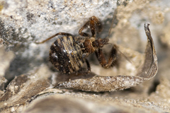 Apiomerus californicus