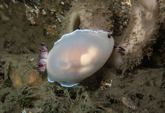 Dendrodoris azineae