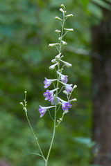 Delphinium exaltatum