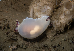 Dendrodoris azineae