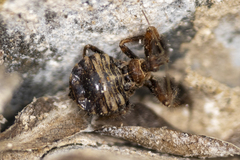 Apiomerus californicus