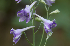 Delphinium exaltatum