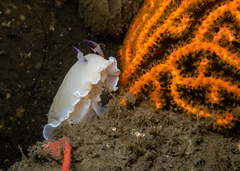 Adelogorgia phyllosclera