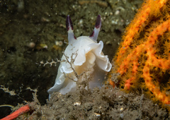 Adelogorgia phyllosclera