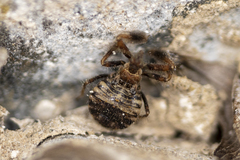 Apiomerus californicus