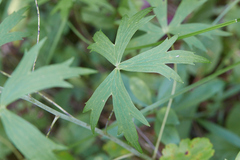 Delphinium exaltatum