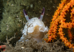 Adelogorgia phyllosclera