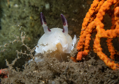 Adelogorgia phyllosclera