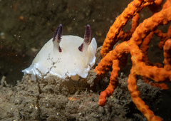 Adelogorgia phyllosclera