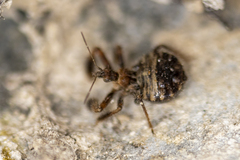 Apiomerus californicus