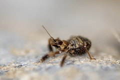 Apiomerus californicus