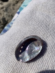 Haliotis kamtschatkana